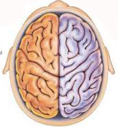 Klik untuk melihat fungsi otak